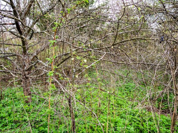 Underbrush Clearing in Lebanon
