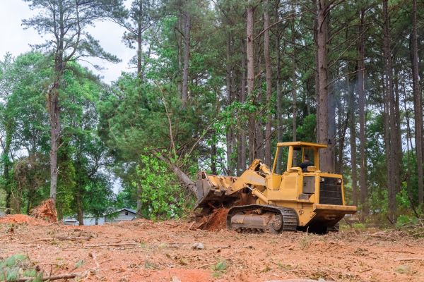 Forest Thinning in Lebanon