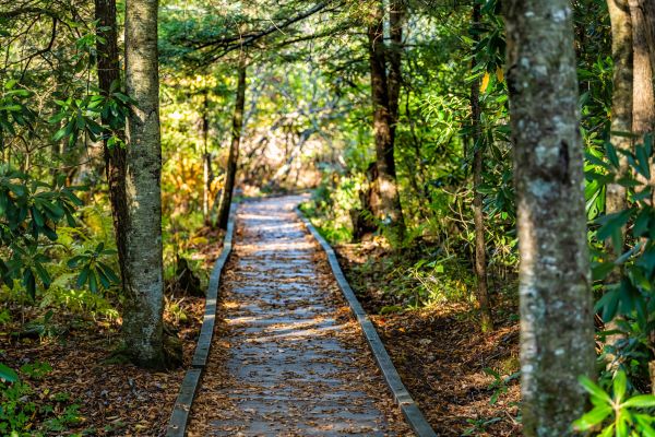 Trail Clearing in Lebanon